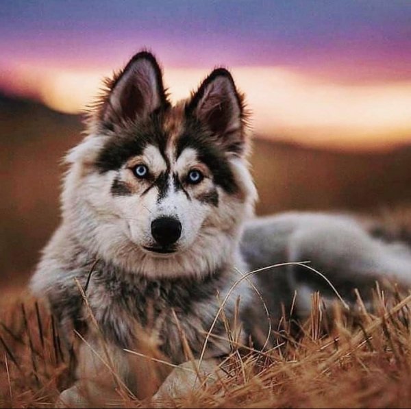 wolf