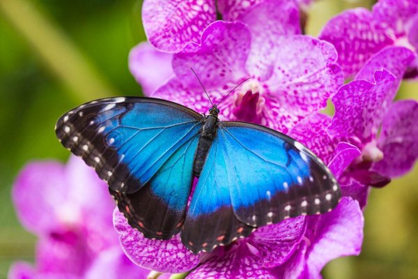 Butterflies 2