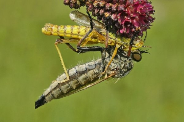 Ктырь (3)