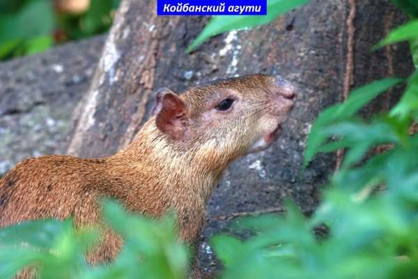 Агути койбанский