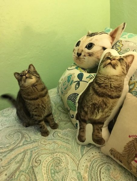 котэ и подушки
