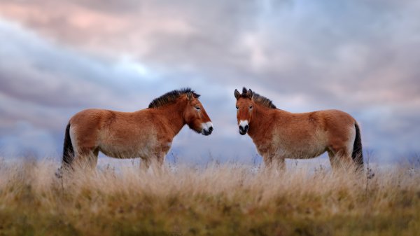 MongoliaHorses ROW2735773489 UHD