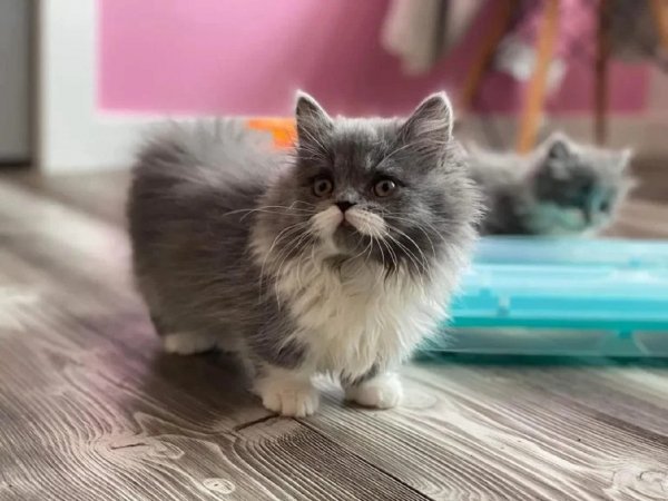 Котёнок