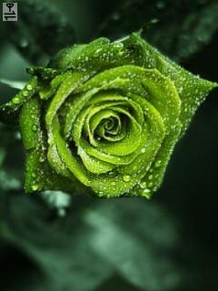 Rose green роза