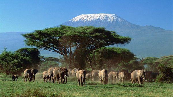 slony-u-gory-kilimandzharo-v-tanzanii