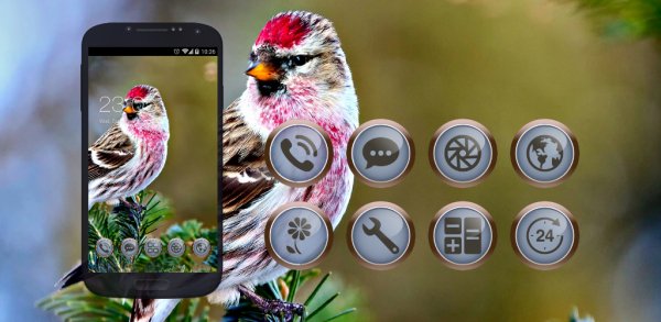 Redpoll