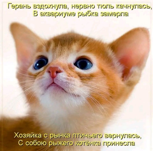file_103311013