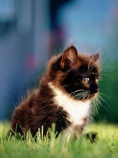 Kitten In Grass