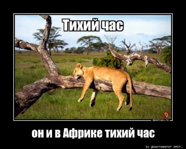 Тихий час, он и в Африке тихий час