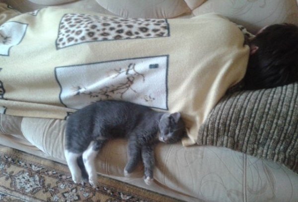 Скромный кот