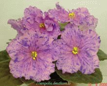 file_85268924