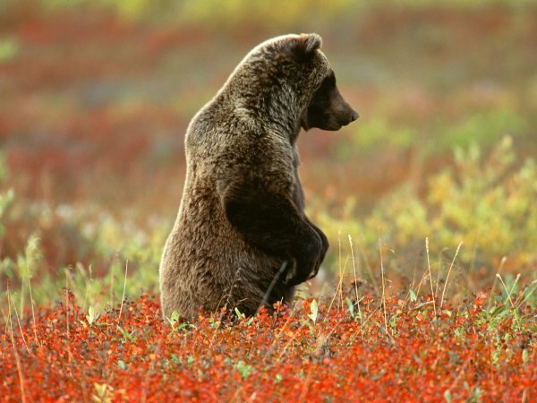 file_83093983