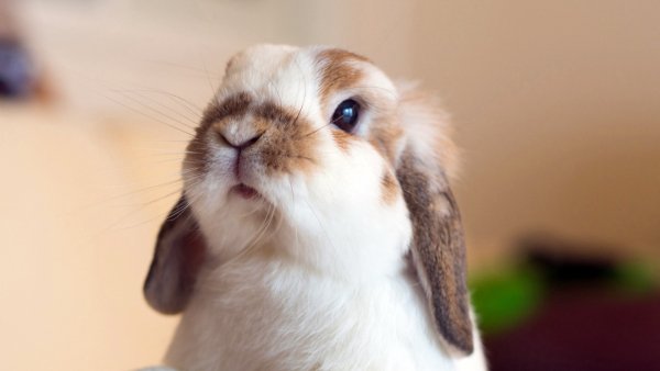 file_85215751