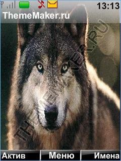 volki