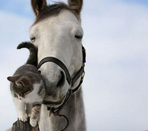 these funny animals 659 640 08