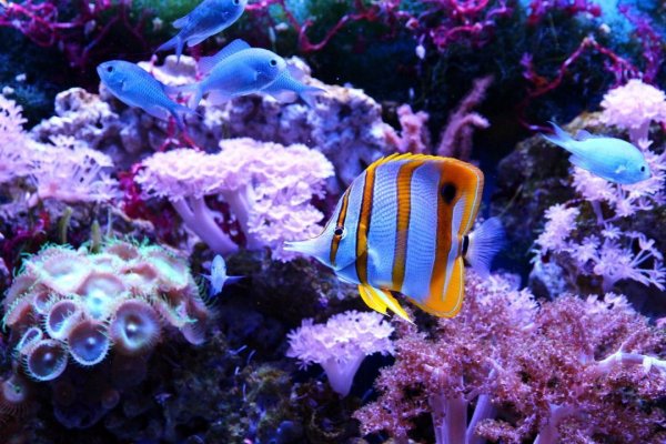 Reef 8