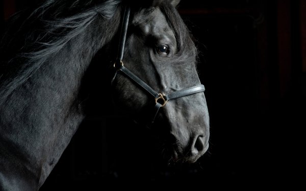 Beauty of Horses 2