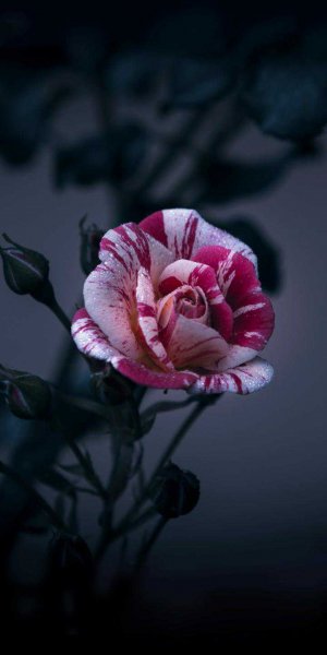 file_84309571