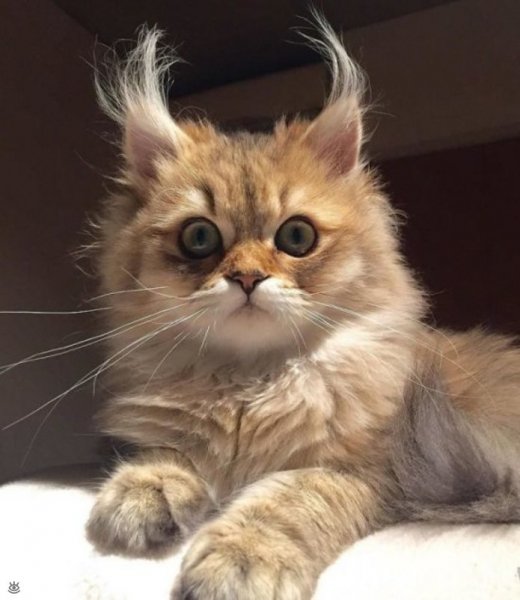 Милоты вам в лентыч..