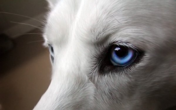 Wolf (23)