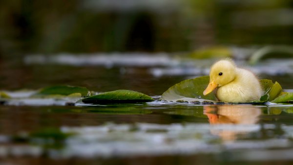 LittleDuckling ROW6295861883 UHD