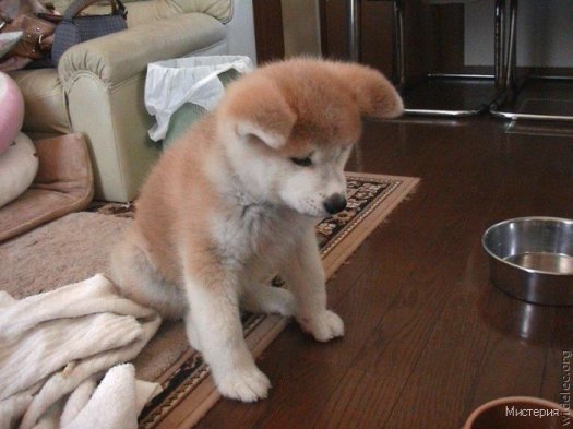 cute puppies 15