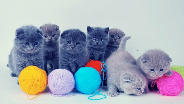 Wallpapers 6174