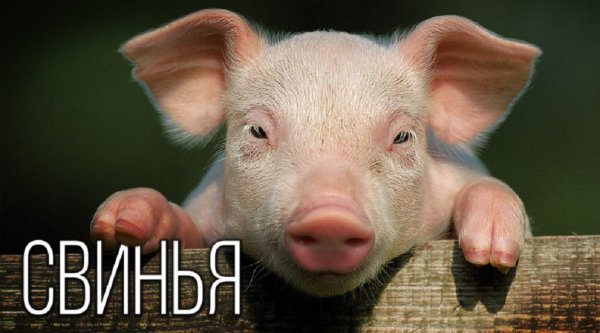 Свинья..