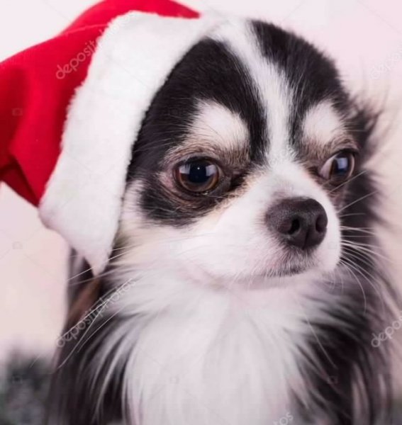 depositphotos 14590877-dog-chihuahua-christmas