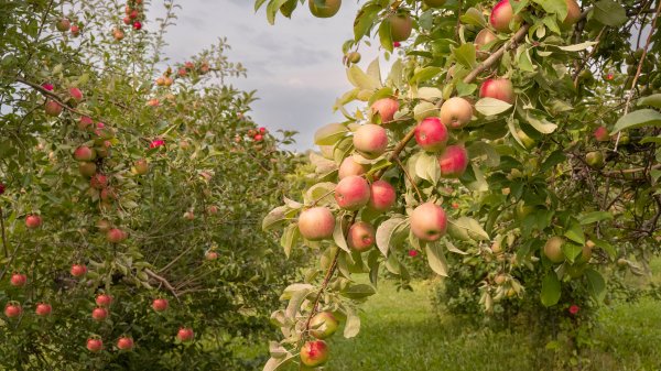 AppleHarvest ROW9692877404 UHD