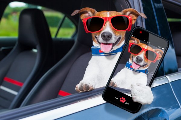 Dogs-Jack-Russell-terrier-Glasses-Smartphone-Tongue