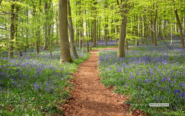 Beauty of Britain 2 by Sean Byrne bluebell field pathway