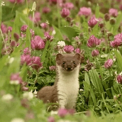 Hi