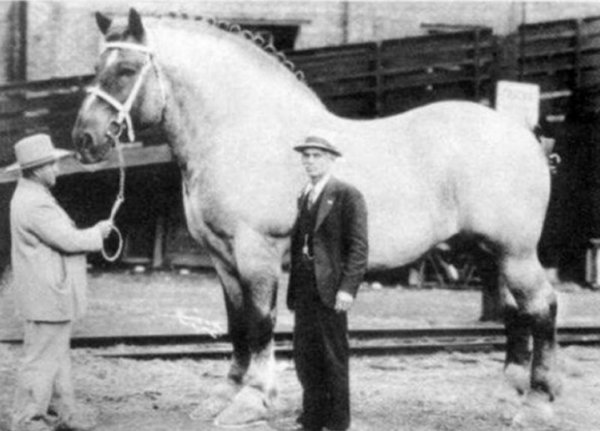 Самая большая лошадь в мире, 1928 год..