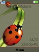 ladybug