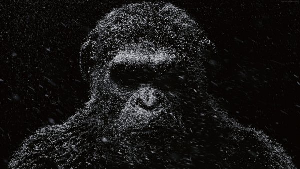 Monkeys War for the 503899