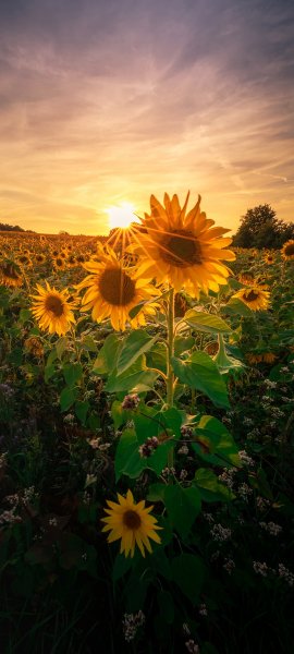 file_100883655