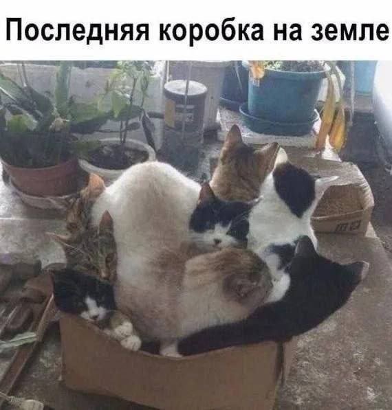 ))
