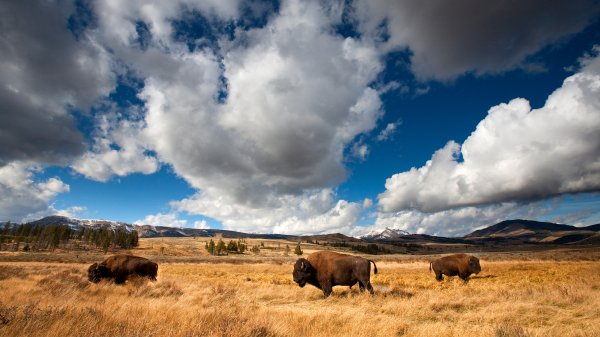 BisonYellowstone ROW7352614492 UHD