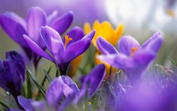 Purple World 4