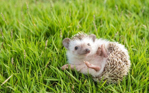 Baby Animals 4