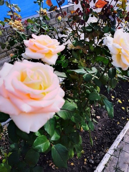 file_94766290