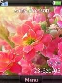 Classic Flowers