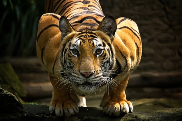 Tigers01
