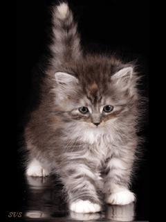 Animated Kitty