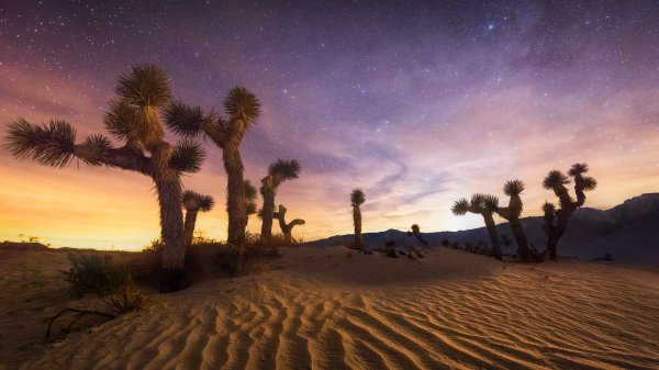 JoshuaTreeNP ROW1075085716 UHD