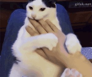 гифки, котэ, живность