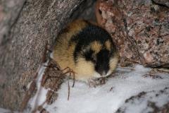 lemming 02