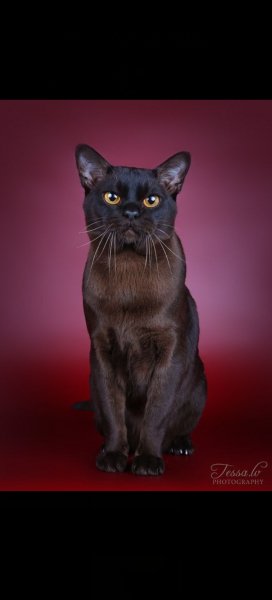 Кот