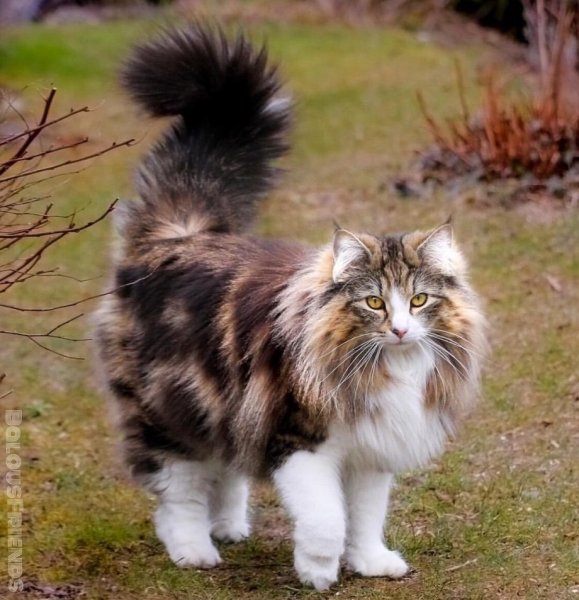 Норвежский кот (2)